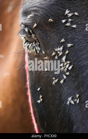 Essaim de mouches se nourrissent des sécrétions de l'humidité produite par l'un des conduits lacrymaux yeux du cheval. Banque D'Images