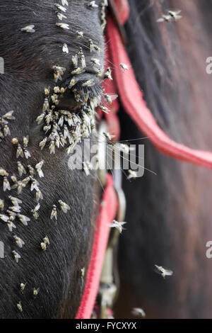 Libre d'un essaim de mouches se nourrissent des sécrétions de l'humidité produite par la glandes lacrymales sur une yeux du cheval. Banque D'Images