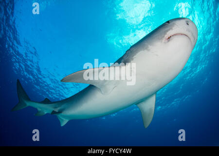 Requin tigre, Galeocerdo cuvier, dessous, Bahamas Banque D'Images