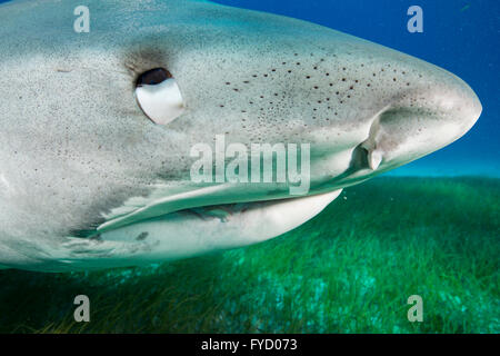 Requin tigre Galeocerdo cuvier, Côté, portrait, Bahamas Banque D'Images