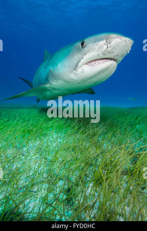 Requin tigre, Galeocerdo cuvier, natation sur les herbiers, France Banque D'Images