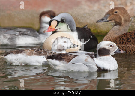 La plongée et les canards de mer. Canard à longue queue avant (Clangula hyemalis) paire, au centre et à droite l'Eider à tête grise (Somateria spectabilis) paire Banque D'Images