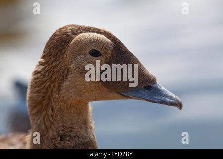 Ours à lunettes (Eider Somateria fischeri). Des femmes. Close up. Détail de la tête. Banque D'Images