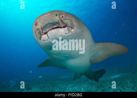 Ginglymostoma cirratum, requin nourrice, dessous, Bahamas Banque D'Images