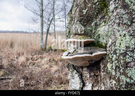 Phellinus igniarius Willow (support) Banque D'Images