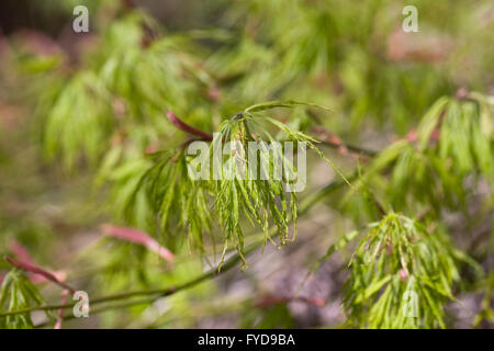 Acer palmatum dissectum. Cut-leaved Japanese maple leaf pattern. Banque D'Images