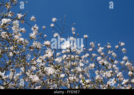 Magnolia stellata 'Roi' Rose Blossom. Banque D'Images