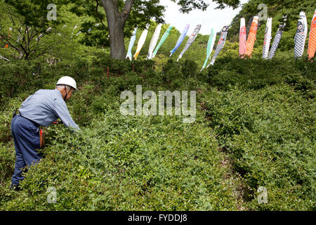 Élagage jardinier professionnel japonais un arbuste arbre avec cisaille Banque D'Images