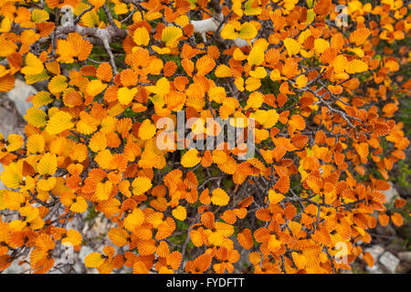 Automne feuilles Fagus berceau - Lake St Clair Mtn N.P - Tasmanie Banque D'Images