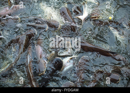 Gros poissons dans l'étang, le poisson-chat. Banque D'Images