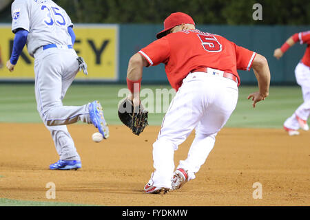 Anaheim, Californie, USA. Apr 25, 2016. Los Angeles Angels frappeur Albert Pujols # 5 affiche une erreur après avoir raté la Talonnette femme ESD en premier dans le jeu entre les Royals de Kansas City et Los Angeles Angels of Anaheim, Angel Stadium d'Anaheim, CA. Credit : Cal Sport Media/Alamy Live News Banque D'Images