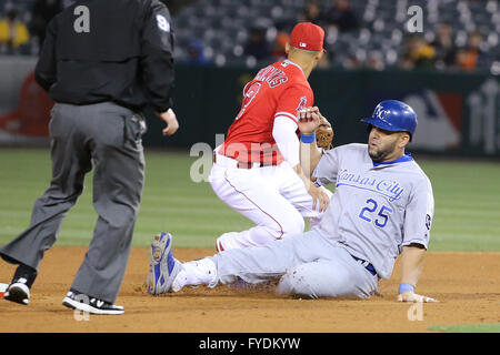 Anaheim, Californie, USA. Apr 25, 2016. Kansas City Royals frappeur Kendrys Morales # 25 battements la balise de Los Angeles Angels shortstop Andrelton Simmons # 2 dans le jeu entre les Royals de Kansas City et Los Angeles Angels of Anaheim, Angel Stadium d'Anaheim, CA. Credit : Cal Sport Media/Alamy Live News Banque D'Images