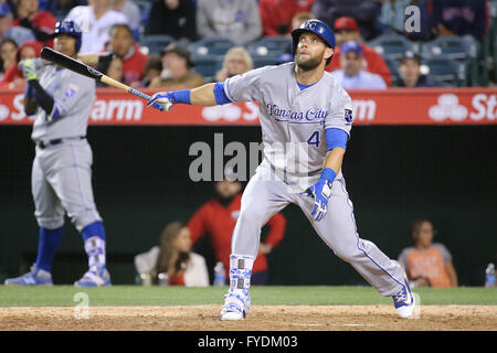 Anaheim, Californie, USA. Apr 25, 2016. Le voltigeur des Royals de Kansas City, Alex Gordon # 4 montres son tir dans le jeu entre les Royals de Kansas City et Los Angeles Angels of Anaheim, Angel Stadium d'Anaheim, CA. Credit : Cal Sport Media/Alamy Live News Banque D'Images