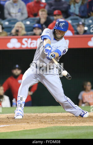 Anaheim, Californie, USA. Apr 25, 2016. Le voltigeur des Royals de Kansas City, Alex Gordon # 4 fait de contact à la plaque dans le jeu entre les Royals de Kansas City et Los Angeles Angels of Anaheim, Angel Stadium d'Anaheim, CA. Credit : Cal Sport Media/Alamy Live News Banque D'Images