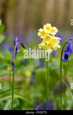 Hayley Wood, Longstowe, Cambridgeshire, UK 26 avril 2016. Oxlips croître parmi les jacinthes dans les forêts anciennes comme le temps reste froid avec des averses hivernales à travers l'Est de l'Angleterre. Hayley Wood est estimé à environ 800 ans et est une réserve naturelle et un ancien site forestiers d'intérêt scientifique. C'est le foyer de la flore et de la faune abondante et est l'un des rares sites au Royaume-Uni où l'oxlips encore augmenter. Credit : Julian Eales/Alamy Live News Banque D'Images