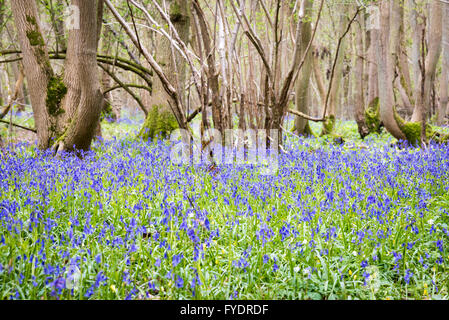 Hayley Wood, Longstowe, Cambridgeshire, UK 26 avril 2016. Tapis Bluebells le plancher de la forêts anciennes que le temps reste froid avec des averses hivernales à travers l'Est de l'Angleterre. Hayley Wood est estimé à environ 800 ans et est une réserve naturelle et un ancien site forestiers d'intérêt scientifique. C'est le foyer de la flore et de la faune abondante et est l'un des rares sites au Royaume-Uni où l'oxlips encore augmenter. Julian crédit Eales/Alamy Live News Banque D'Images