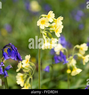 Hayley Wood, Longstowe, Cambridgeshire, UK 26 avril 2016. Tapis Bluebells le plancher de la forêts anciennes que le temps reste froid avec des averses hivernales à travers l'Est de l'Angleterre. Hayley Wood est estimé à environ 800 ans et est une réserve naturelle et un ancien site forestiers d'intérêt scientifique. C'est le foyer de la flore et de la faune abondante et est l'un des rares sites au Royaume-Uni où l'oxlips encore augmenter. Julian crédit Eales/Alamy Live News Banque D'Images