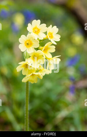 Hayley Wood, Longstowe, Cambridgeshire, UK 26 avril 2016. Tapis Bluebells le plancher de la forêts anciennes que le temps reste froid avec des averses hivernales à travers l'Est de l'Angleterre. Hayley Wood est estimé à environ 800 ans et est une réserve naturelle et un ancien site forestiers d'intérêt scientifique. C'est le foyer de la flore et de la faune abondante et est l'un des rares sites au Royaume-Uni où l'oxlips encore augmenter. Julian crédit Eales/Alamy Live News Banque D'Images