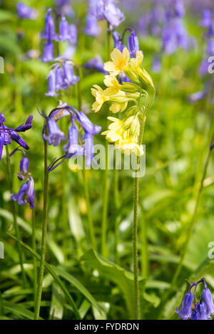 Hayley Wood, Longstowe, Cambridgeshire, UK 26 avril 2016. Tapis Bluebells le plancher de la forêts anciennes que le temps reste froid avec des averses hivernales à travers l'Est de l'Angleterre. Hayley Wood est estimé à environ 800 ans et est une réserve naturelle et un ancien site forestiers d'intérêt scientifique. C'est le foyer de la flore et de la faune abondante et est l'un des rares sites au Royaume-Uni où l'oxlips encore augmenter. Julian crédit Eales/Alamy Live News Banque D'Images