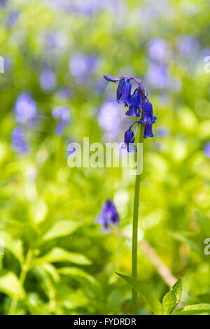 Hayley Wood, Longstowe, Cambridgeshire, UK 26 avril 2016. Tapis Bluebells le plancher de la forêts anciennes que le temps reste froid avec des averses hivernales à travers l'Est de l'Angleterre. Hayley Wood est estimé à environ 800 ans et est une réserve naturelle et un ancien site forestiers d'intérêt scientifique. C'est le foyer de la flore et de la faune abondante et est l'un des rares sites au Royaume-Uni où l'oxlips encore augmenter. Julian crédit Eales/Alamy Live News Banque D'Images