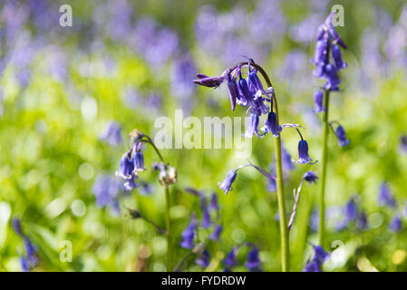 Hayley Wood, Longstowe, Cambridgeshire, UK 26 avril 2016. Tapis Bluebells le plancher de la forêts anciennes que le temps reste froid avec des averses hivernales à travers l'Est de l'Angleterre. Hayley Wood est estimé à environ 800 ans et est une réserve naturelle et un ancien site forestiers d'intérêt scientifique. C'est le foyer de la flore et de la faune abondante et est l'un des rares sites au Royaume-Uni où l'oxlips encore augmenter. Julian crédit Eales/Alamy Live News Banque D'Images
