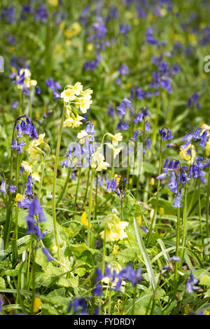 Hayley Wood, Longstowe, Cambridgeshire, UK 26 avril 2016. Tapis Bluebells le plancher de la forêts anciennes que le temps reste froid avec des averses hivernales à travers l'Est de l'Angleterre. Hayley Wood est estimé à environ 800 ans et est une réserve naturelle et un ancien site forestiers d'intérêt scientifique. C'est le foyer de la flore et de la faune abondante et est l'un des rares sites au Royaume-Uni où l'oxlips encore augmenter. Julian crédit Eales/Alamy Live News Banque D'Images