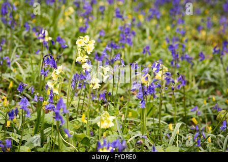 Hayley Wood, Longstowe, Cambridgeshire, UK 26 avril 2016. Tapis Bluebells le plancher de la forêts anciennes que le temps reste froid avec des averses hivernales à travers l'Est de l'Angleterre. Hayley Wood est estimé à environ 800 ans et est une réserve naturelle et un ancien site forestiers d'intérêt scientifique. C'est le foyer de la flore et de la faune abondante et est l'un des rares sites au Royaume-Uni où l'oxlips encore augmenter. Julian crédit Eales/Alamy Live News Banque D'Images