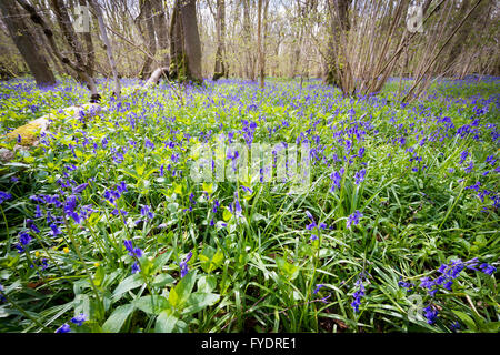 Hayley Wood, Longstowe, Cambridgeshire, UK 26 avril 2016. Tapis Bluebells le plancher de la forêts anciennes que le temps reste froid avec des averses hivernales à travers l'Est de l'Angleterre. Hayley Wood est estimé à environ 800 ans et est une réserve naturelle et un ancien site forestiers d'intérêt scientifique. C'est le foyer de la flore et de la faune abondante et est l'un des rares sites au Royaume-Uni où l'oxlips encore augmenter. Julian crédit Eales/Alamy Live News Banque D'Images