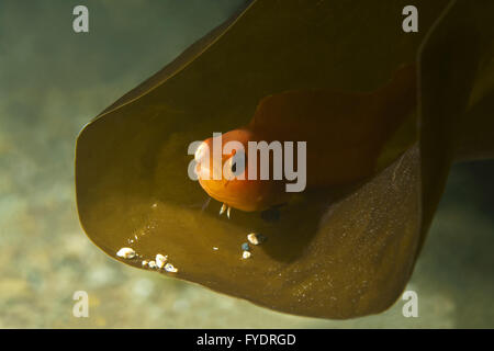 15 octobre 2014 - Stichaeid Pholidapus dybowskii (poisson) Extrême-Orient, Mer du Japon, Russie © Andrey Nekrasov/ZUMA/ZUMAPRESS.com/Alamy fil Live News Banque D'Images