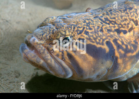15 octobre 2014 - (grigorjewi Stichaeus Stichaeus) Extrême-Orient, Mer du Japon, Russie © Andrey Nekrasov/ZUMA/ZUMAPRESS.com/Alamy fil Live News Banque D'Images