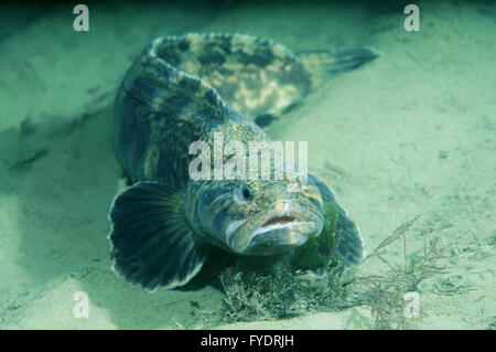 15 octobre 2014 - (grigorjewi Stichaeus Stichaeus) Extrême-Orient, Mer du Japon, Russie © Andrey Nekrasov/ZUMA/ZUMAPRESS.com/Alamy fil Live News Banque D'Images