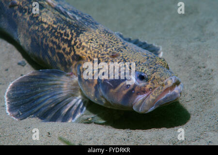 15 octobre 2014 - (grigorjewi Stichaeus Stichaeus) Extrême-Orient, Mer du Japon, Russie © Andrey Nekrasov/ZUMA/ZUMAPRESS.com/Alamy fil Live News Banque D'Images