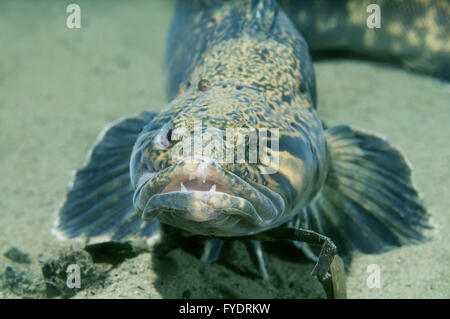 15 octobre 2014 - (grigorjewi Stichaeus Stichaeus) Extrême-Orient, Mer du Japon, Russie © Andrey Nekrasov/ZUMA/ZUMAPRESS.com/Alamy fil Live News Banque D'Images