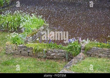 Westbourne, Bournemouth, Dorset, UK 26 avril 2016. Météo France : la grêle et le tonnerre - fleurs de printemps avec de la grêle. Credit : Carolyn Jenkins/Alamy Live News Banque D'Images