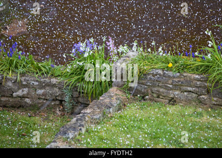 Westbourne, Bournemouth, Dorset, UK 26 avril 2016. Météo France : la grêle et le tonnerre - fleurs de printemps avec grêlons © Carolyn Jenkins/Alamy Live News Crédit : Carolyn Jenkins/Alamy Live News Banque D'Images