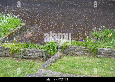 Westbourne, Bournemouth, Dorset, UK 26 avril 2016. Météo France : la grêle et le tonnerre - fleurs de printemps avec grêlons Crédit : Carolyn Jenkins/Alamy Live News Banque D'Images