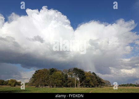 Bushy Park, Londres, UK. 26 avril 2016. Météo France : d'énormes cumulonimbus passent au-dessus de Bushy Park, sur un après-midi de soleil et de douches dans le sud ouest de Londres. Credit : Julia Gavin UK/Alamy Live News Banque D'Images