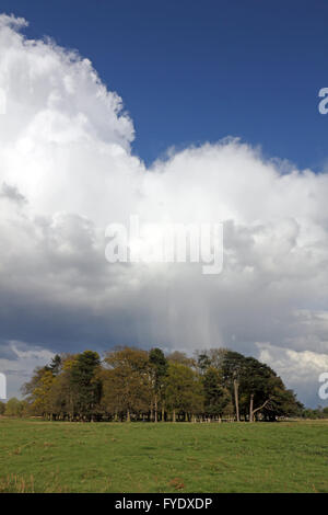 Bushy Park, Londres, UK. 26 avril 2016. Météo France : d'énormes cumulonimbus passent au-dessus de Bushy Park, sur un après-midi de soleil et de douches dans le sud ouest de Londres. Credit : Julia Gavin UK/Alamy Live News Banque D'Images