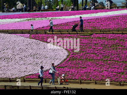 Saitama, Japon. Apr 26, 2016. Colorful moss phlox fleurs sont en pleine floraison à l'Hitsujiyama park dans Chichibu dans Préfecture de Saitama, à l'ouest de Tokyo le mardi, Avril 26, 2016. Plus de 400 000 moss phlox rose avec 9 couleurs différentes couvrant environ 17 600 mètres carrés d'attirer des visiteurs sur un jour de printemps ensoleillé. Credit : Yoshio Tsunoda/AFLO/Alamy Live News Banque D'Images