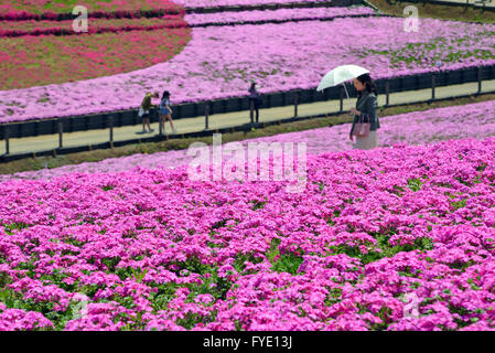 Saitama, Japon. Apr 26, 2016. Colorful moss phlox fleurs sont en pleine floraison à l'Hitsujiyama park dans Chichibu dans Préfecture de Saitama, à l'ouest de Tokyo le mardi, Avril 26, 2016. Plus de 400 000 moss phlox rose avec 9 couleurs différentes couvrant environ 17 600 mètres carrés d'attirer des visiteurs sur un jour de printemps ensoleillé. Credit : Yoshio Tsunoda/AFLO/Alamy Live News Banque D'Images