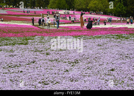 Saitama, Japon. Apr 26, 2016. Colorful moss phlox fleurs sont en pleine floraison à l'Hitsujiyama park dans Chichibu dans Préfecture de Saitama, à l'ouest de Tokyo le mardi, Avril 26, 2016. Plus de 400 000 moss phlox rose avec 9 couleurs différentes couvrant environ 17 600 mètres carrés d'attirer des visiteurs sur un jour de printemps ensoleillé. Credit : Yoshio Tsunoda/AFLO/Alamy Live News Banque D'Images