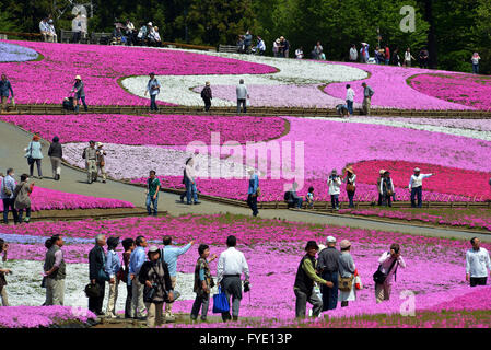 Saitama, Japon. Apr 26, 2016. Colorful moss phlox fleurs sont en pleine floraison à l'Hitsujiyama park dans Chichibu dans Préfecture de Saitama, à l'ouest de Tokyo le mardi, Avril 26, 2016. Plus de 400 000 moss phlox rose avec 9 couleurs différentes couvrant environ 17 600 mètres carrés d'attirer des visiteurs sur un jour de printemps ensoleillé. Credit : Yoshio Tsunoda/AFLO/Alamy Live News Banque D'Images