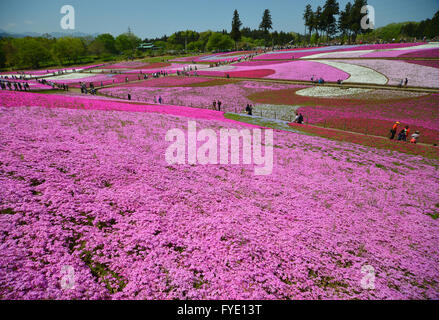 Saitama, Japon. Apr 26, 2016. Colorful moss phlox fleurs sont en pleine floraison à l'Hitsujiyama park dans Chichibu dans Préfecture de Saitama, à l'ouest de Tokyo le mardi, Avril 26, 2016. Plus de 400 000 moss phlox rose avec 9 couleurs différentes couvrant environ 17 600 mètres carrés d'attirer des visiteurs sur un jour de printemps ensoleillé. Credit : Yoshio Tsunoda/AFLO/Alamy Live News Banque D'Images