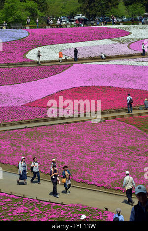 Saitama, Japon. Apr 26, 2016. Colorful moss phlox fleurs sont en pleine floraison à l'Hitsujiyama park dans Chichibu dans Préfecture de Saitama, à l'ouest de Tokyo le mardi, Avril 26, 2016. Plus de 400 000 moss phlox rose avec 9 couleurs différentes couvrant environ 17 600 mètres carrés d'attirer des visiteurs sur un jour de printemps ensoleillé. Credit : Yoshio Tsunoda/AFLO/Alamy Live News Banque D'Images