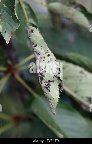 Des feuilles du cerisier endommagées par des parasites et insectes mangés Banque D'Images