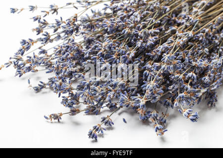 Des brindilles de lavande en couleur violet fermer shot isolé sur fond blanc Banque D'Images