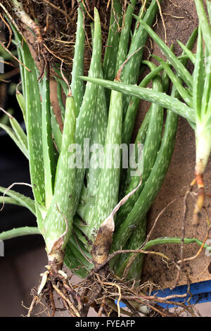 Close up avec les racines des plantes d'aloe vera Banque D'Images