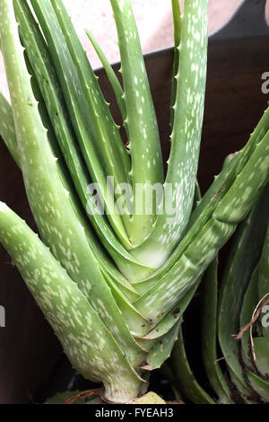 Close up fresh Aloe Vera plante médicale Banque D'Images