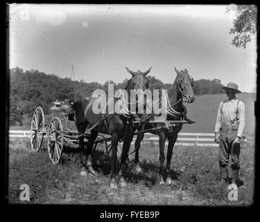 Photographie victorienne d'un un homme avec deux chevaux à Fallston, Maryland. Banque D'Images