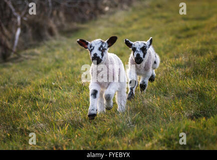 Lits jumeaux agneaux swaledale courir vers caméra dans un champ. ils sont en noir et blanc. Banque D'Images